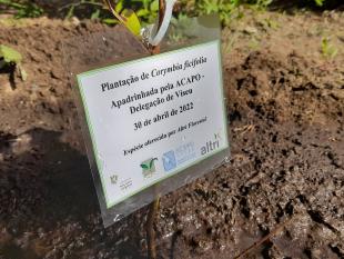Placa identificativa colocada na terra: Plantação de Corymbia ficifolia. Apadrinhada pela ACAPO – Delegação de Viseu. 30 de abril de 2022. Espécie oferecida por Altri Florestal. Logotipos dos parceiros.