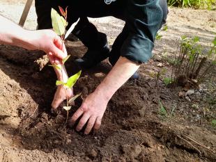 Mãos de um participante enquanto coloca a planta na terra e lhe cobre a raiz