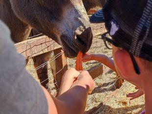 Criança a dar uma cenoura a um dos burros da quinta