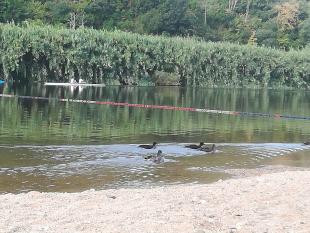 Quatro patos e um caiaque no rio Mondego