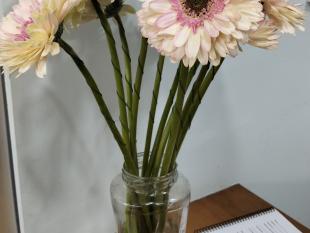 Várias gerberas, em tom amarelo claro e rosa, dentro de água num frasco.